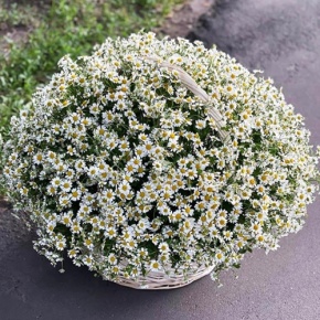 Композиция в корзине из 151 ромашки в Наро-Фоминске