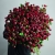 Монобукет из 75 кустовых роз Марун (70 см) в Наро-Фоминске