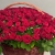 Композиция в корзине из 151 красной розы в Наро-Фоминске Композиция в корзине из 151 красной розы в Наро-Фоминске