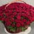 Композиция в корзине из 151 красной розы в Наро-Фоминске Композиция в корзине из 151 красной розы в Наро-Фоминске