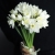 Букет из 25 нарциссов в Наро-Фоминске